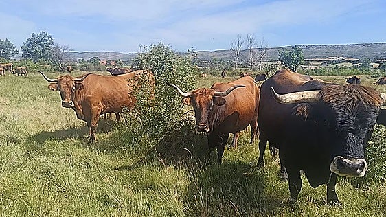 Euskadi comprará forrajes de forma conjunta ante la escasez de pastos por la sequía