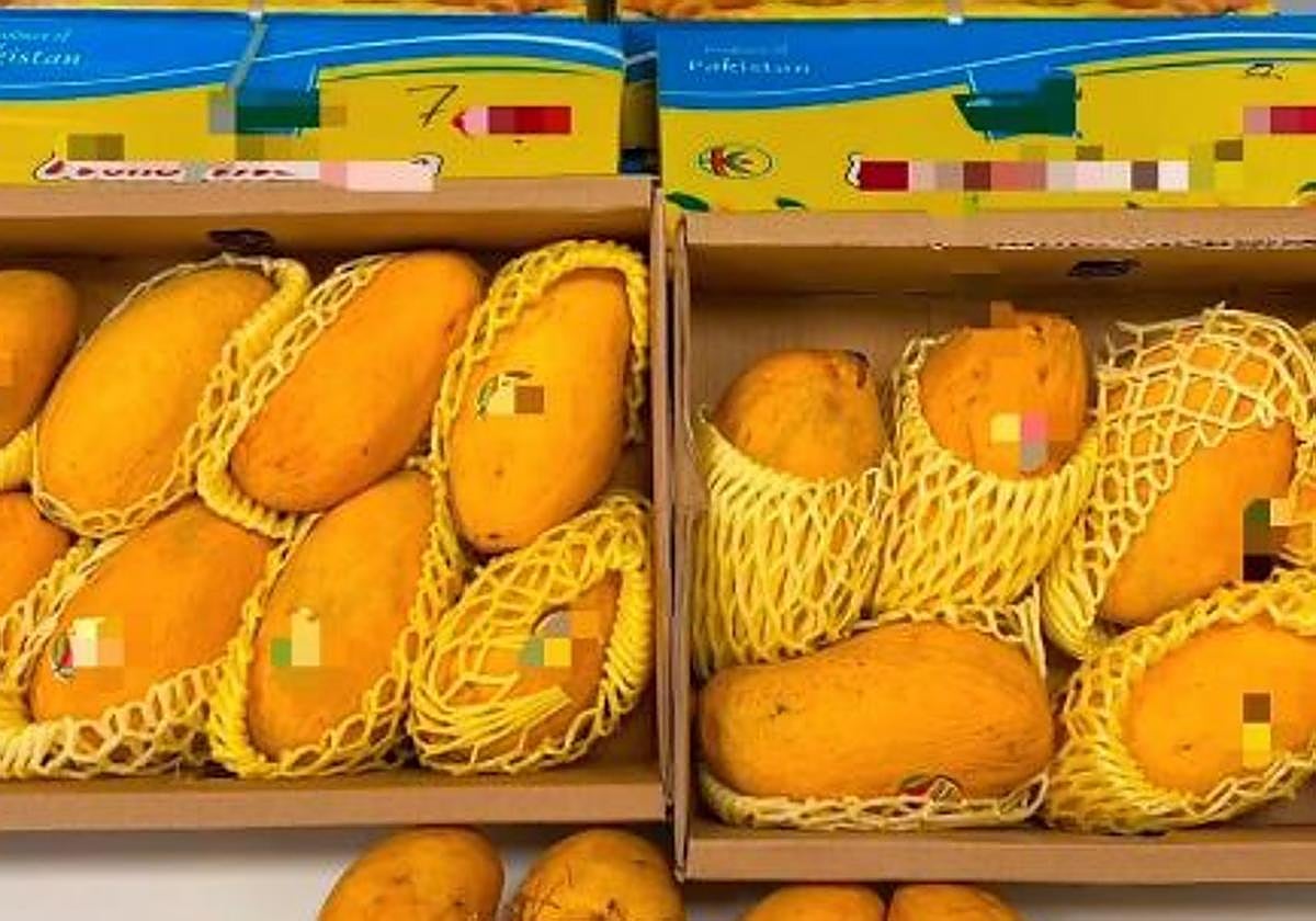 Intervienen más de 50 kilos de mangos en el Puerto de Bilbao