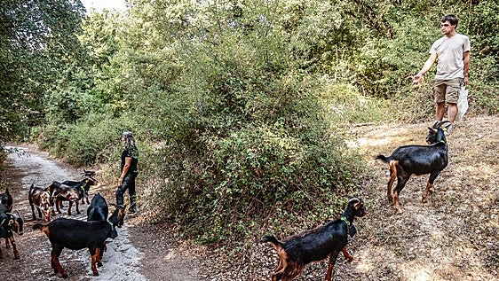 Álava recluta a 746 cabras, ovejas, vacas y yeguas para prevenir incendios en los montes
