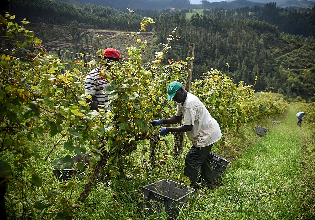 Las altas temperaturas obligan a adelantar la vendimia del txakoli