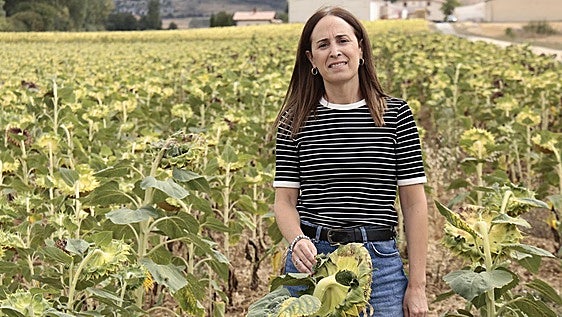 «Ha sido un verano brutal: la sequía ha reducido la producción de patata un 50%»