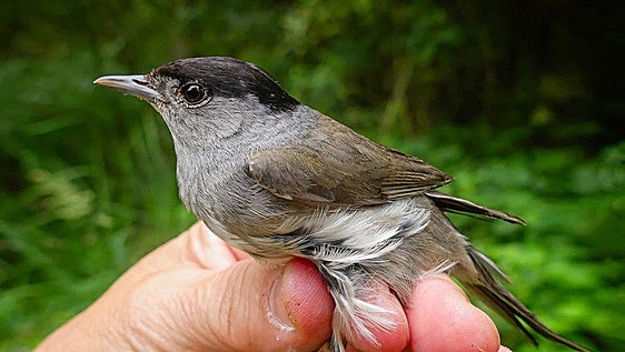 La curruca que voló de Salburua a Inglaterra