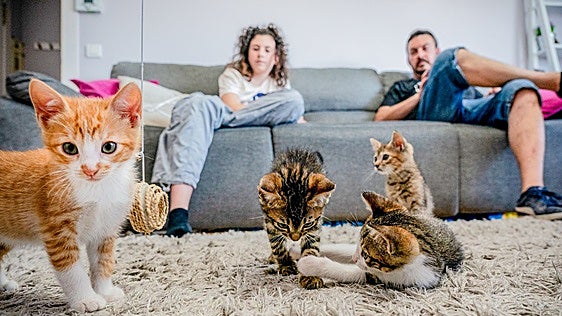 Los vitorianos adoptan más gatos