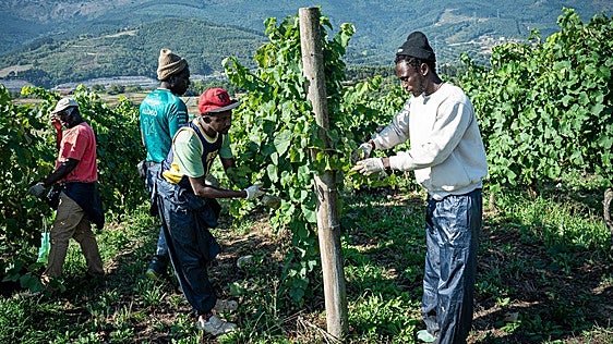 Así ha comenzado la vendimia del txakoli en las laderas de Bilbao: «Pocos jerseys nos hemos puesto a las noches»
