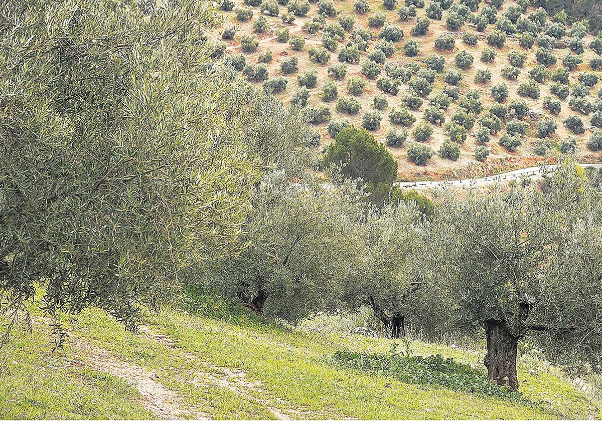 El 'oro líquido' de olivar centenario que conquista las mesas vascas desde Sierra Mágina