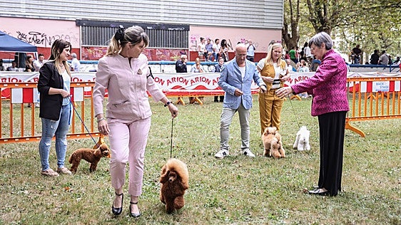 Más de 1.400 perros de 200 razas toman Muskiz