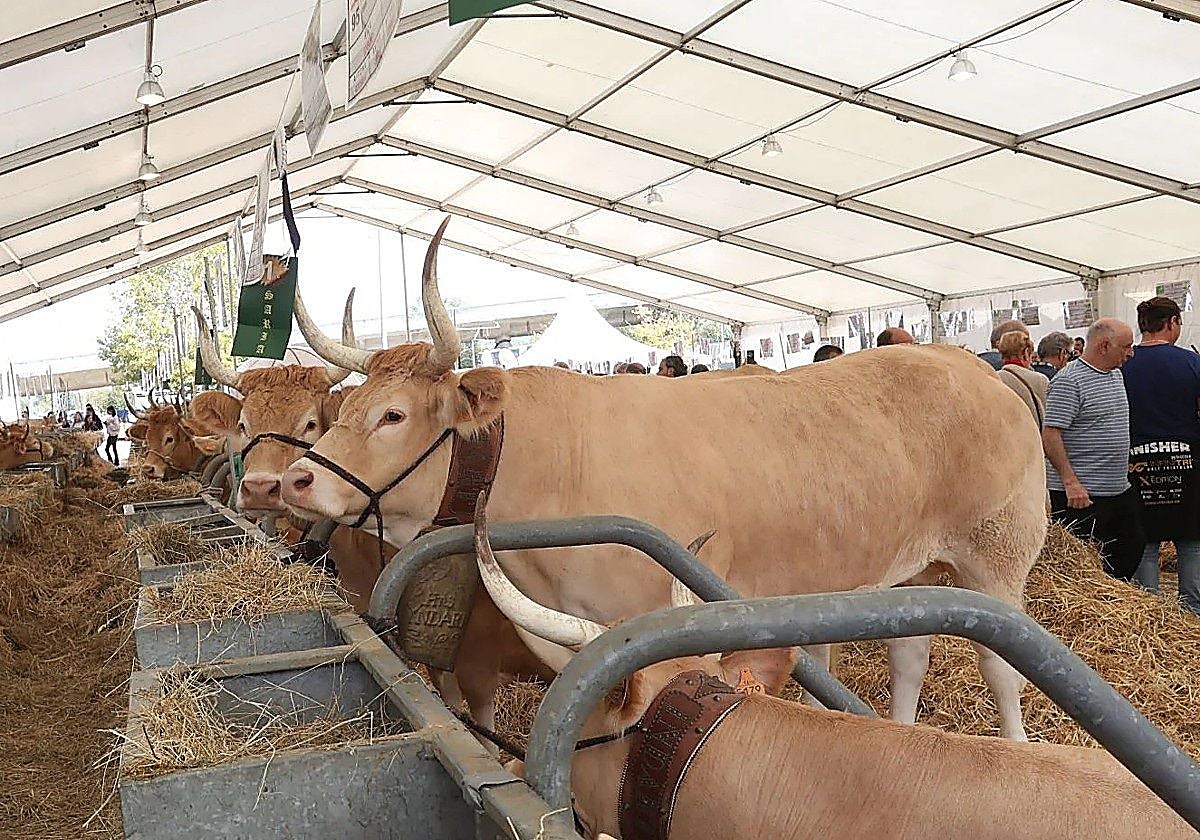 Rechazan instalar un matadero comarcal para Lea Artibai y Busturialdea