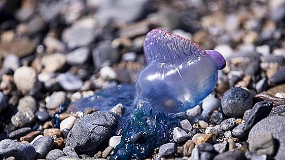 Alertan de la presencia de medusas en cuatro playas vizcaínas