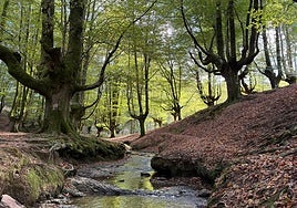 Con la llegada del otoño, el hayedo de Otzarreta luce un aspecto mágico que invita a deambular entre sus hayas.