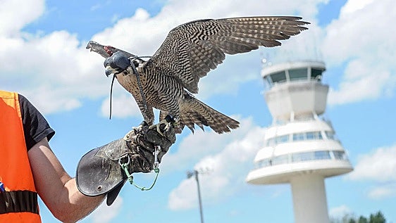 Investigan por tráfico ilegal de halcones a los cetreros de los aeropuertos vascos