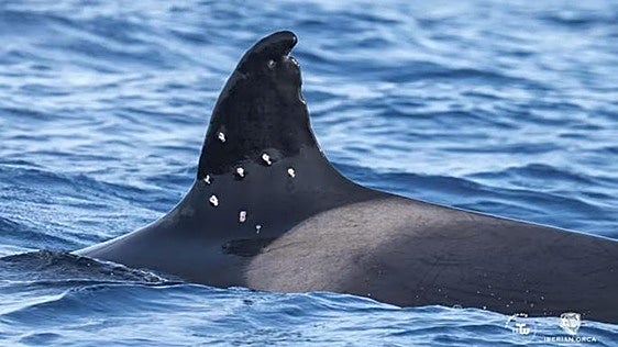 Diez perdigonazos contra 'Toñi': investigan el ataque a la matriarca de las orcas ibéricas