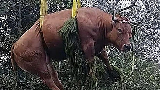 Dos vacas se escapan durante cinco horas del matadero de Torrelavega