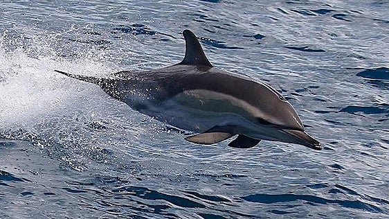 La fauna marina de la costa vasca vuelve a sorprender: saltos de una ballena picuda y carreras de delfines
