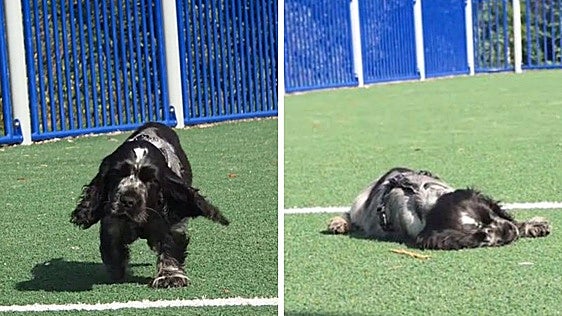 Gösta, el cachorro con narcolepsia que cada vez que se emociona se queda dormido