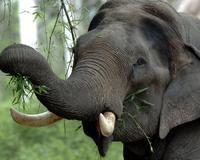 Una elefanta en cautiverio pisotea hasta la muerte a un joven de 13 años en Paraguay
