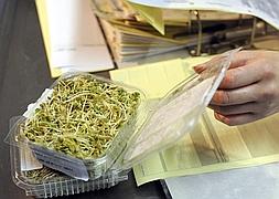 Alemania señala a los brotes de soja como origen del 'E.coli'