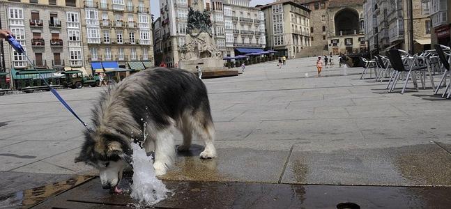 Un perro bebe de una fuente en el centro de Vitoria. / Archivo