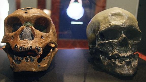 Cráneos del homo neanderthalensis (i), y del homo sapiens.