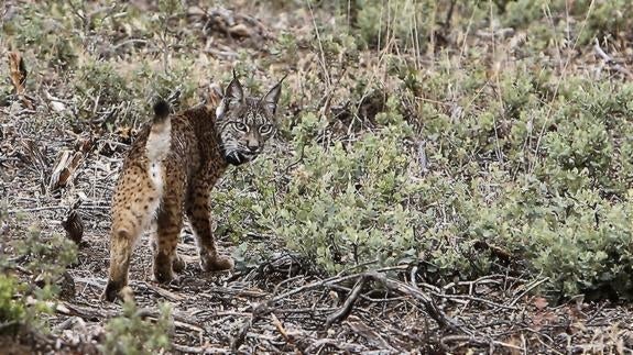 El lince pertenecía a la población Doñana-Aljarafe.