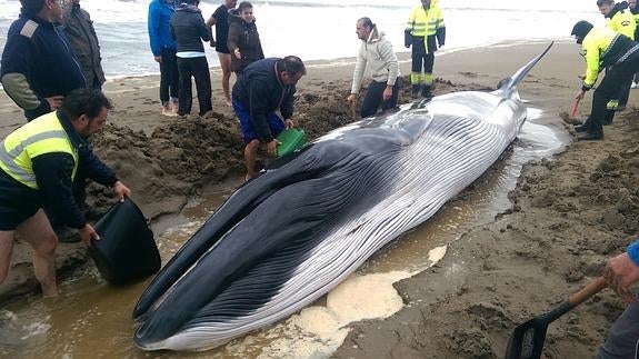 La ballena que encontraron la semana pasada también en Huelva.