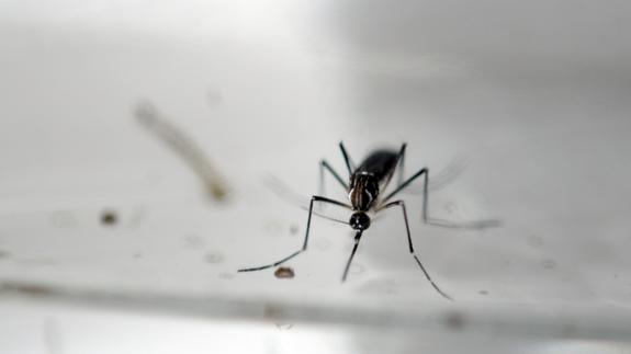 Ejemplar del mosquito 'Aedes aegypti'.