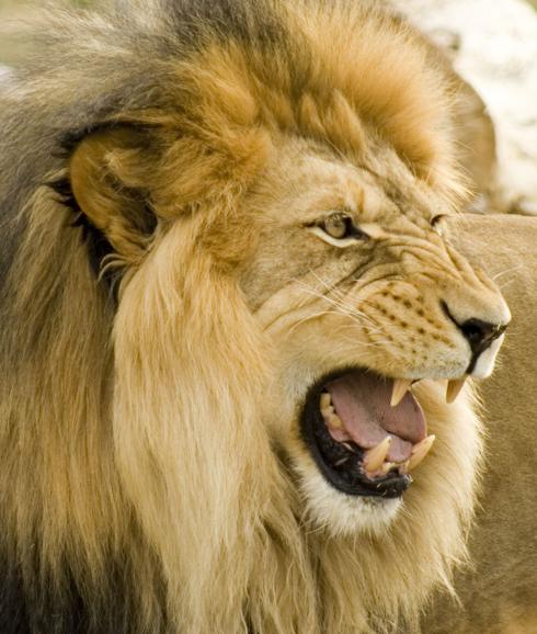 La Policía mata a uno de los dos leones escapados de un zoo de Alemania |  El Correo
