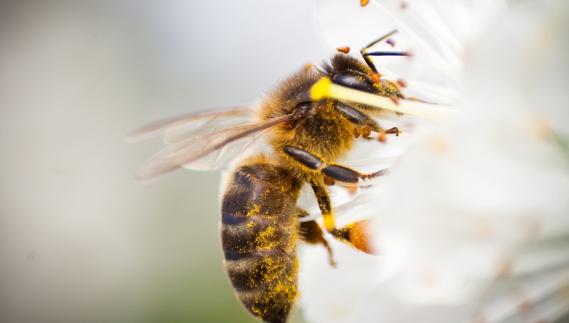 Veneno de abeja contra enfermedades del sistema nervioso