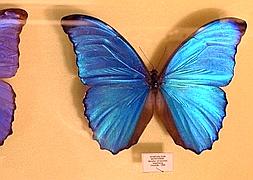 El museo alavés cuenta con diversas colecciones, entre ellas, de mariposas. / Javier Mingueza