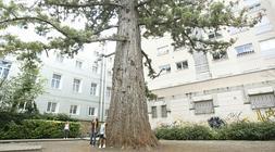 La secuoya de la calle Magdalena de Vitoria. /Rafa Gutiérrez