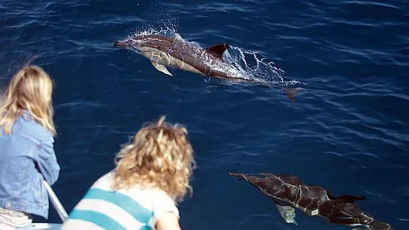 Excursionistas disfrutan de la vista de delfines en la costa de Bermeo.