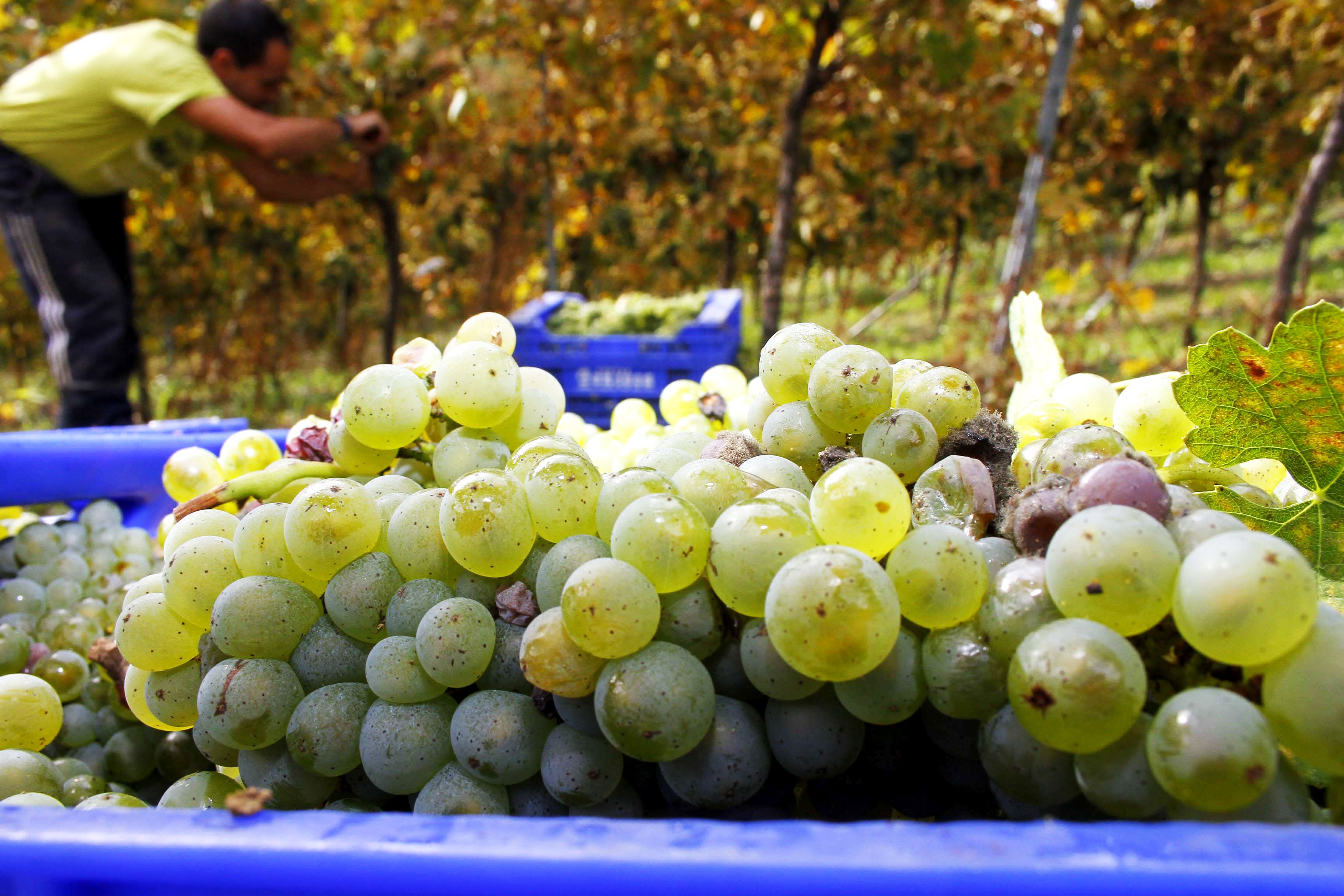 Una plantación de txakoli en Okondo. 