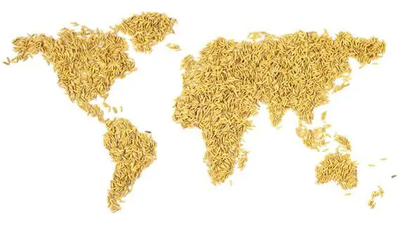 Mapa del mundo hecho con arroz.