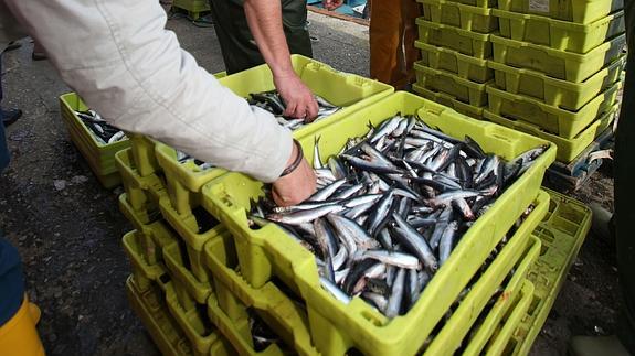 Descarga de la anchoa en el puerto de Bermeo.