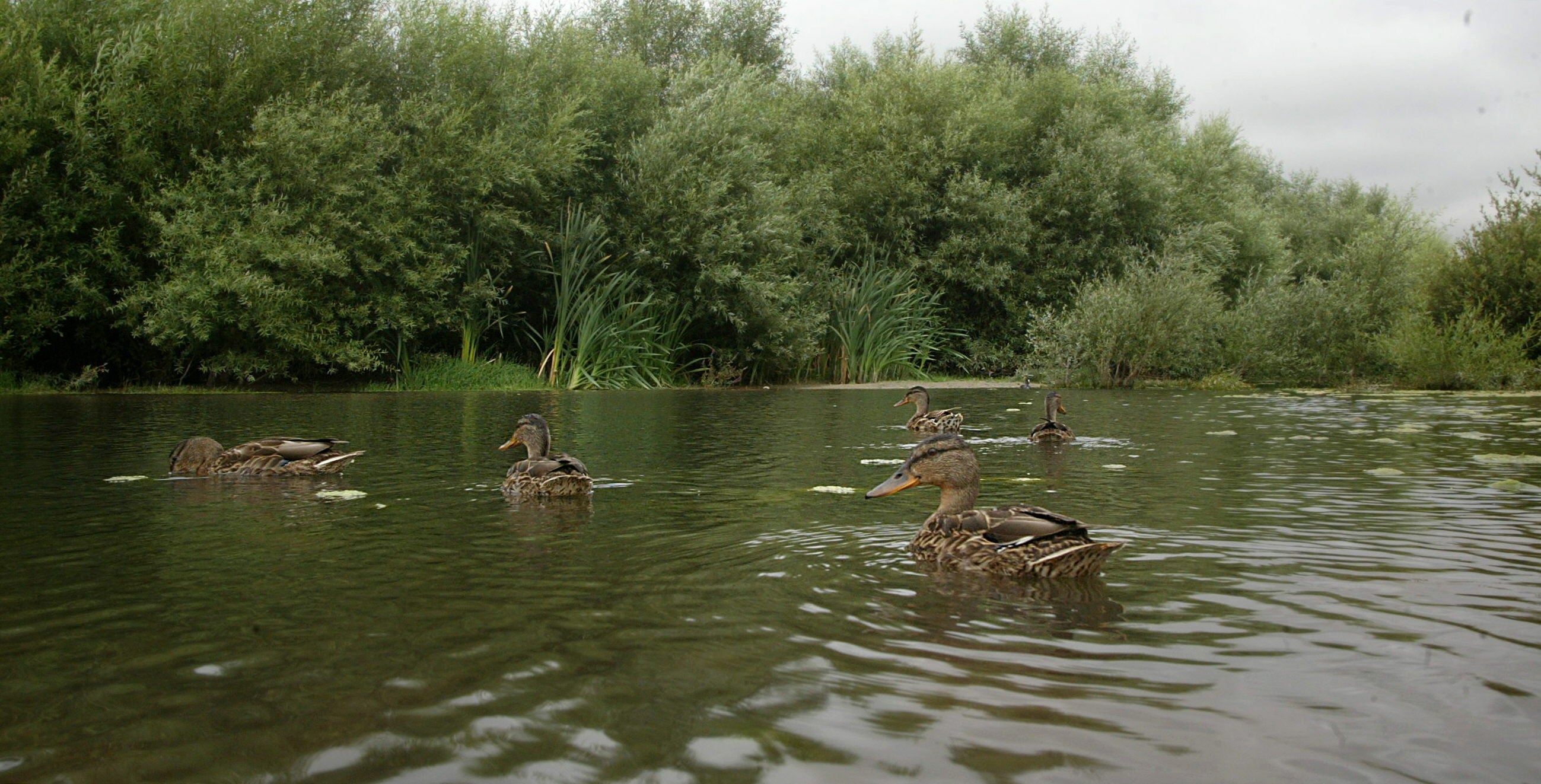 Diputación y Ayuntamiento constituyen una mesa de seguimiento del posible brote de botulismo aviar en Salburua
