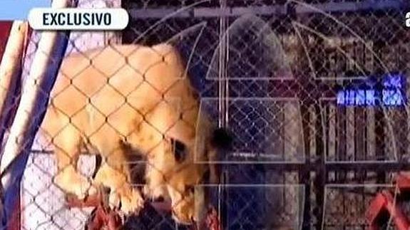 El león, en su jaula del circo Mónaco. 