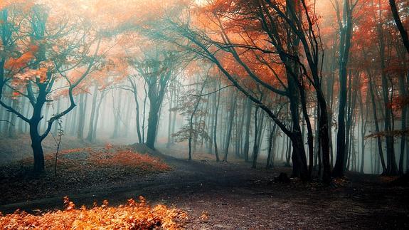 Los árboles y plantas desprenden fitoncidas, responsables de efectos beneficiosos sobre el sistema inmunitario. 