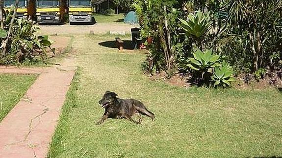 Un perro, a la entrada de una casa de Nairobi.