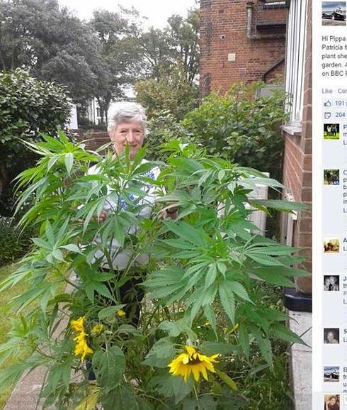 Se entera por Facebook de que la planta rara que crece en su jardín es marihuana