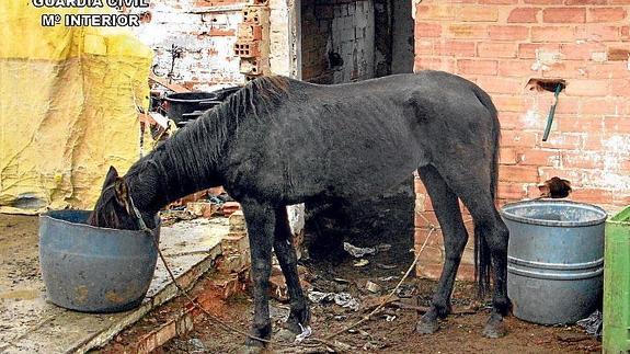 Estado de uno de los caballos "abandonados". 