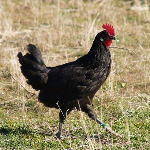 Ejemplar de gallina castellana negra.