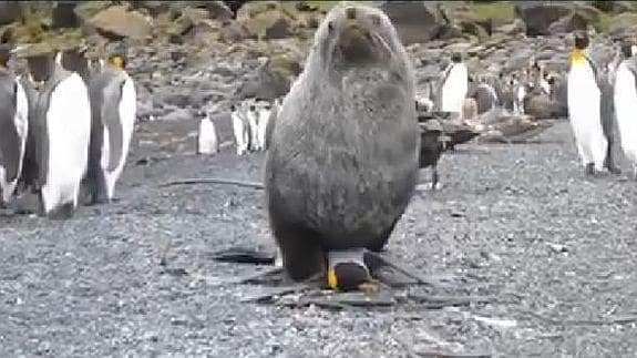 Una foca en el momento de la relación sexual con un pingüino.