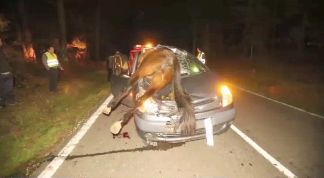 El caballo chocó contra el asiento del copiloto, lo que salvó a la mujer.