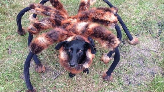 El 'perro araña' deja boquiabiertos a los transeúntes.