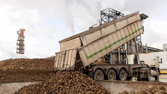 La Azucarera cumplirá con el aforo previsto y cerrará la campaña con unas 487.000 toneladas de remolacha molturada. 