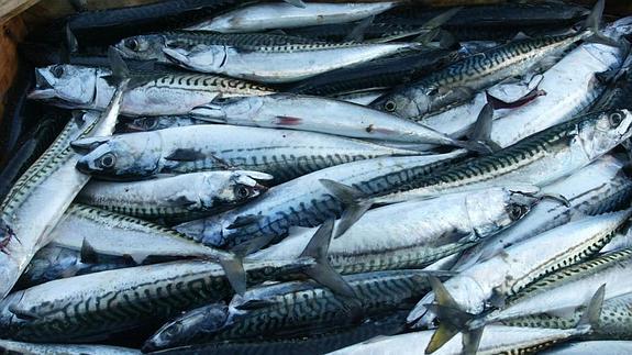 Verdeles recién pescados.