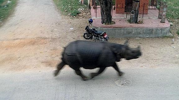 El animal aterrorizó a los vecinos.