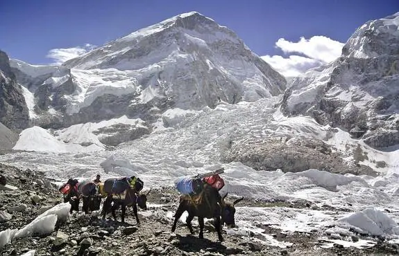 Porteadores y sus yaks regresan al campo base con material de montaña tras frustrarse una ascensión al Everest por un alud. 
