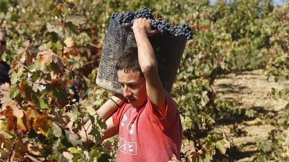 Vendimia en Rioja Alavesa. 