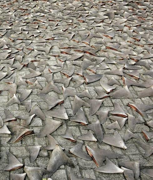 Cientos de aletas recién amputadas y puestas a secar en los muelles Kennedy Town, en Hong Kong. 