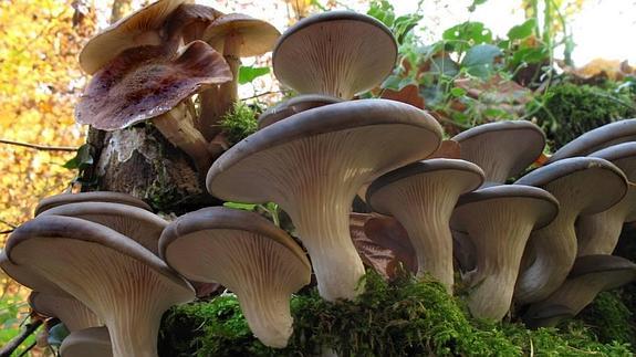 Pleurotus ostreatus. 